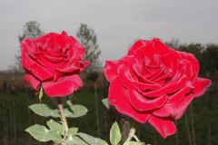 Anteremeo Yediveren Kadife Kırmızı Gül Fidanı