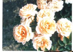 Açık Kök Yediveren Gold Power Sarı Pembe Gül Fidanı