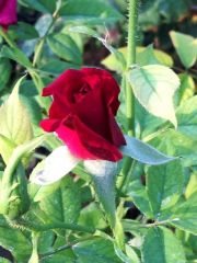 Açık Kök Aşılı Yediveren Akşam Güneşi Anika Gül Fidanı