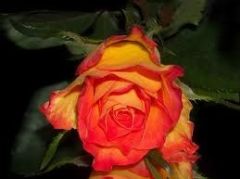 Açık Kök Kokulu Yediveren Aşılı Pembe İri Turuncu Gül Fidanı