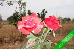 Aşılı Açık Kök Yediveren Amerika Kırmızı Beyaz Sihirbaz Gül Fidanı