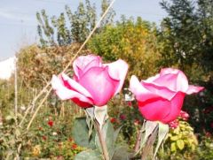 Açık Kök Aşılı Yediveren Siliven Pembe Gül Fidanı