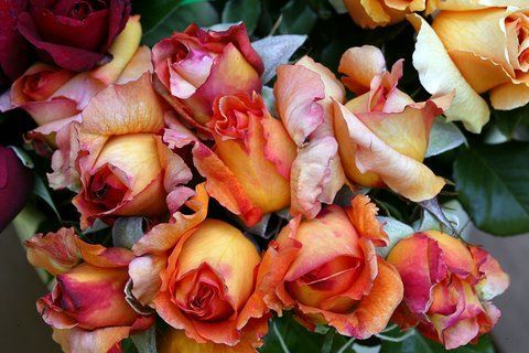 Açık Kök Adolf Horstmann Yoğun Kokulu Gül Fidanı