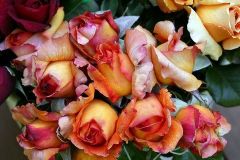 Açık Kök Adolf Horstmann Yoğun Kokulu Gül Fidanı