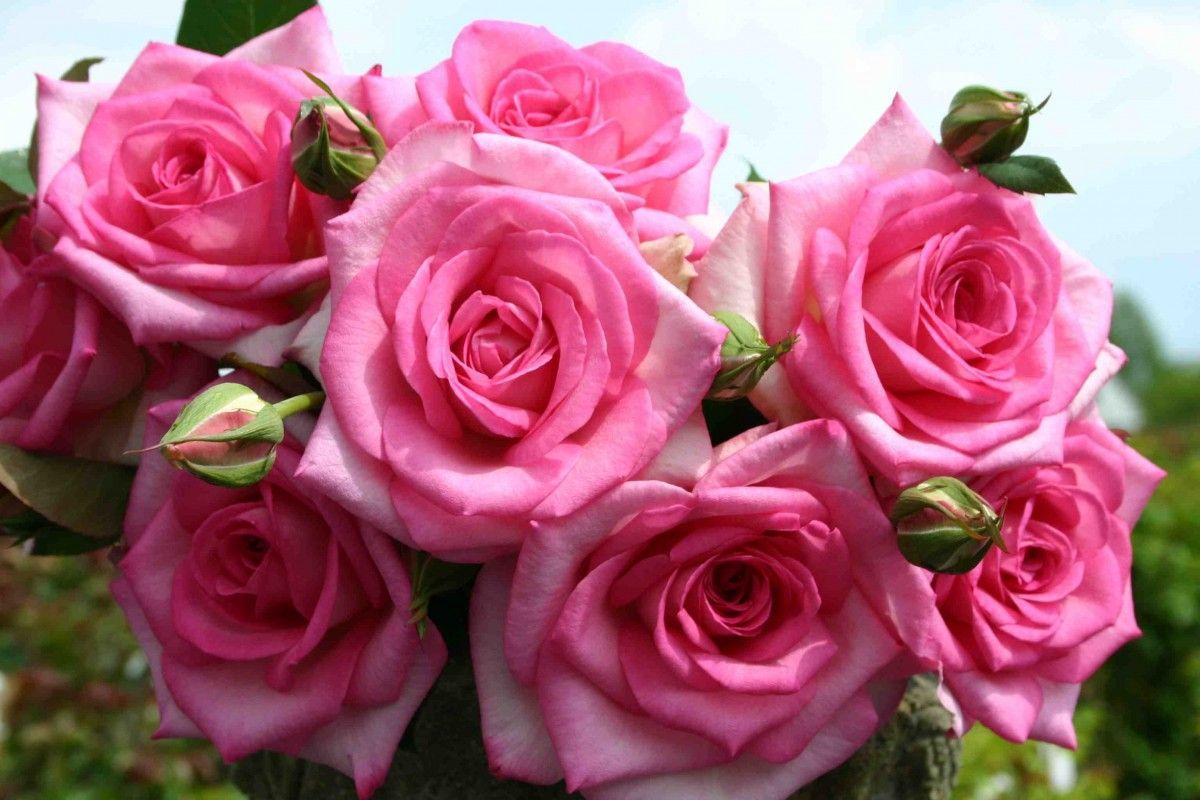 Açık Kök Beverly Yoğun Kokulu Gül Fidanı