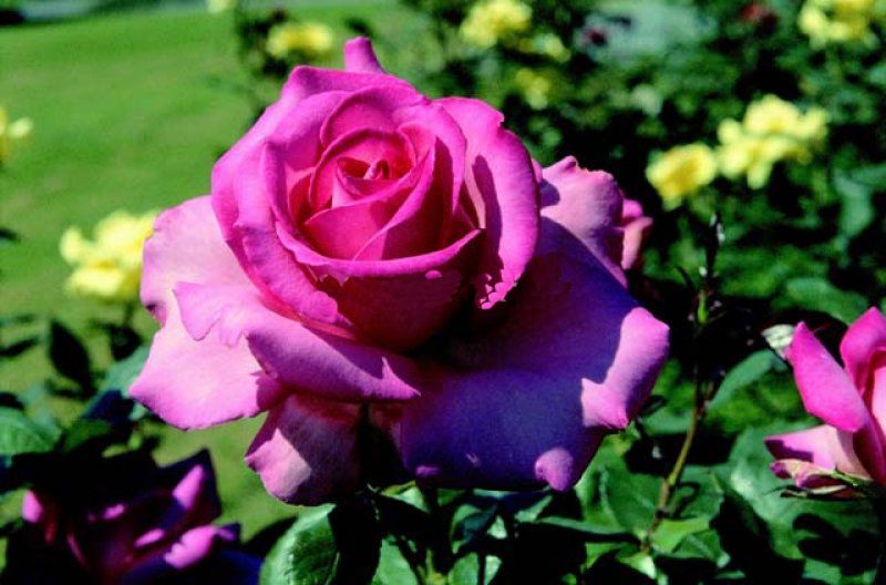 Açık Kök Kokulu Yediveren Esmeralda Gül Fidanı