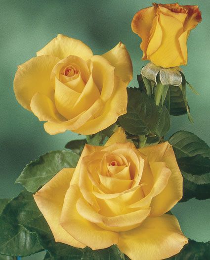 Açık Kök Aşılı Golden Medaillon Yoğun Kokulu Gül Fidanı