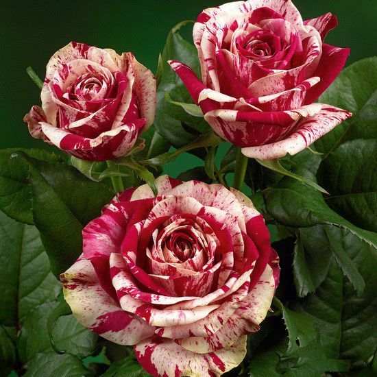 Açık Kök Yediveren Aşılı Harlequin Gül Fidanı