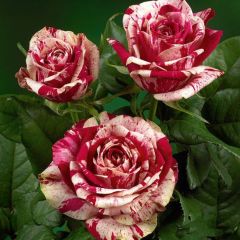 Açık Kök Yediveren Aşılı Harlequin Gül Fidanı