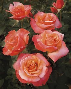 Açık Kök Aşılı Yediveren Harmonie Yoğun Kokulu Gül Fidanı