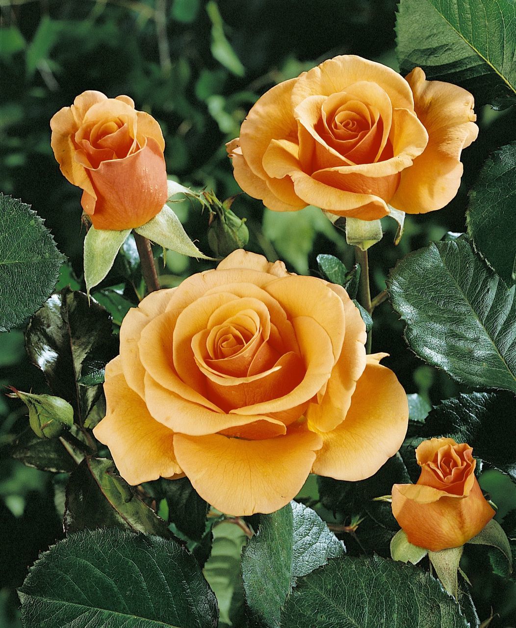 Açık Kök Aşılı Yediveren Kupferkönigin Gül Fidanı