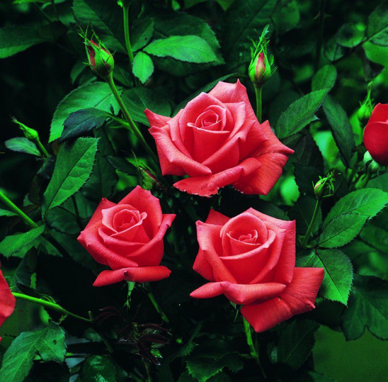 Açık Kök Lady Rose Kokulu Gül Fidanı