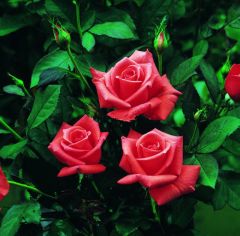 Açık Kök Lady Rose Kokulu Gül Fidanı