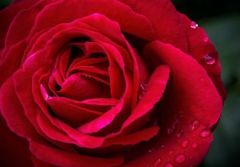 Açık Kök Yediveren Liebeszauber Yoğun Kokulu Kırmızı Gül Fidanı