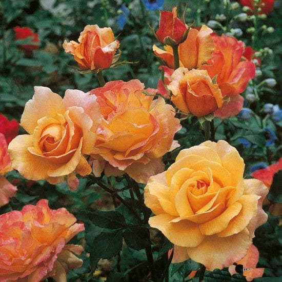 Açık Kök Yediveren Yoğun Kokulu Lolita Gül Fidanı