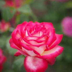 Açık Kök Neue Revue Yediveren Yoğun Kokulu Gül Fidanı