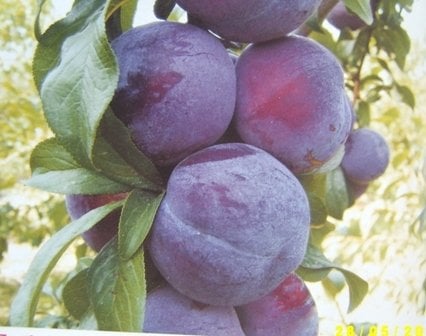 Yarı Bodur Friar Erik Fidanı