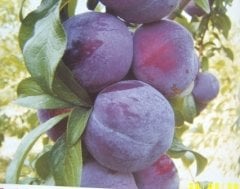 Yarı Bodur Friar Erik Fidanı