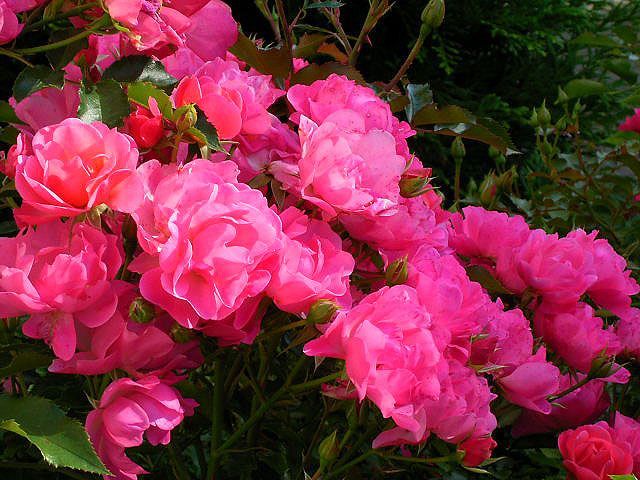 Açık Kök Aşılı Maxi Vita Yediveren Gül Fidanı