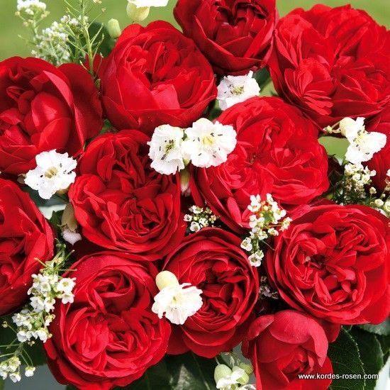 Açık Kök Aşılı Out Of Rosenheim Yediveren Gül Fidanı