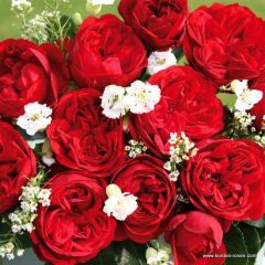 Açık Kök Aşılı Out Of Rosenheim Yediveren Gül Fidanı