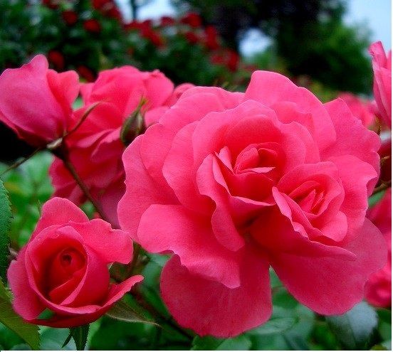 Açık Kök Pembe Bad Birnbach Aşılı Yediveren Gül Fidanı