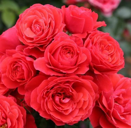 Açık Kök Aşılı Cherry Girl Kırmızı Kokulu Yediveren Gül Fidanı