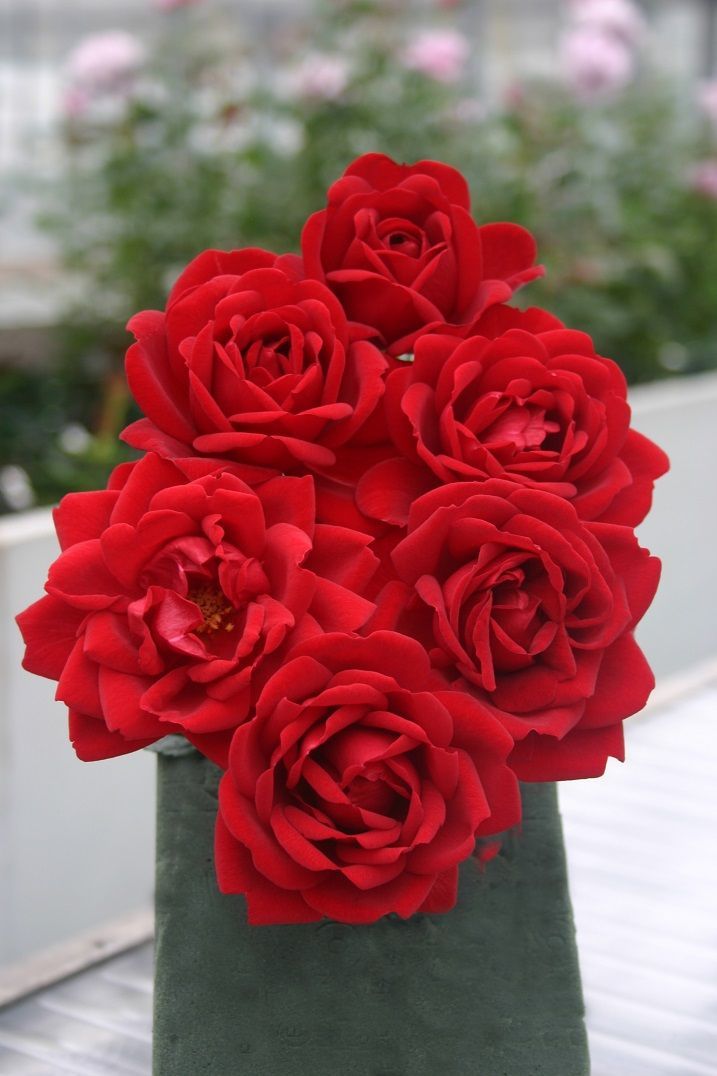 Açık Kök Kırmızı Jugendliebe Kokulu Yediveren Gül Fidanı