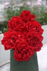 Açık Kök Kırmızı Jugendliebe Kokulu Yediveren Gül Fidanı