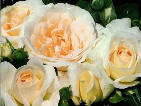 Açık Kök Kosmos Krem Beyazı Yediveren Aşılı Kokulu Gül Fidanı