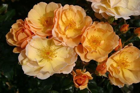 Açık Kök Amber Sun Yediveren Kokulu Gül Fidanı