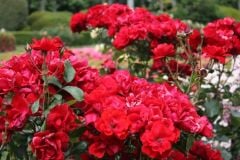 Açık Kök Andalusien Yediveren Gül Fidanı