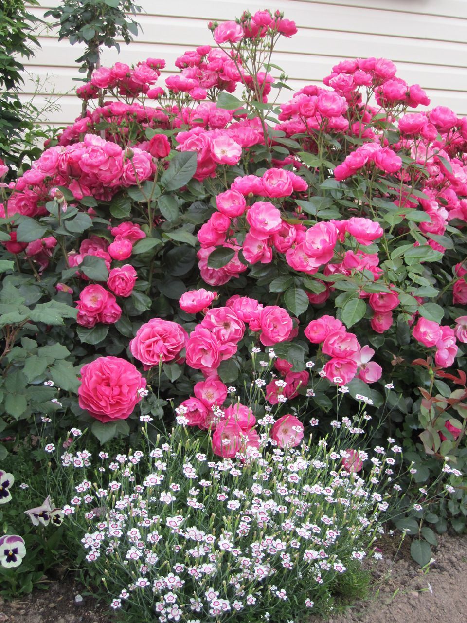 Açık Kök Yediveren Angela Gül Fidanı