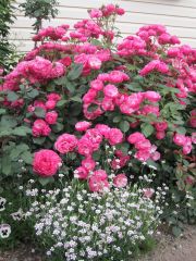 Açık Kök Yediveren Angela Gül Fidanı