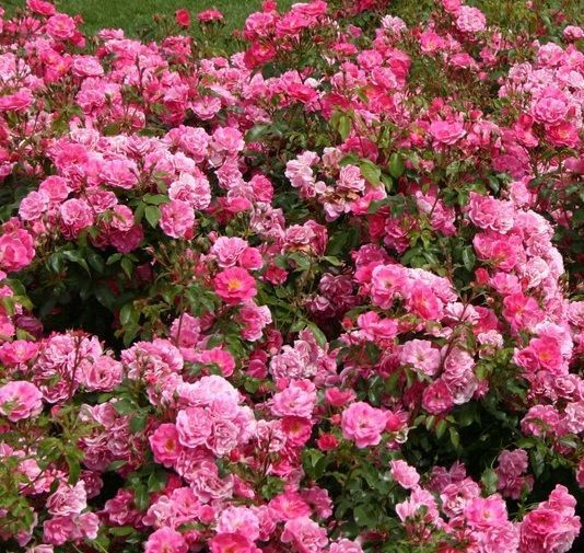 Açık Kök Bad Wörishofen 2005 Yediveren Gül Fidanın