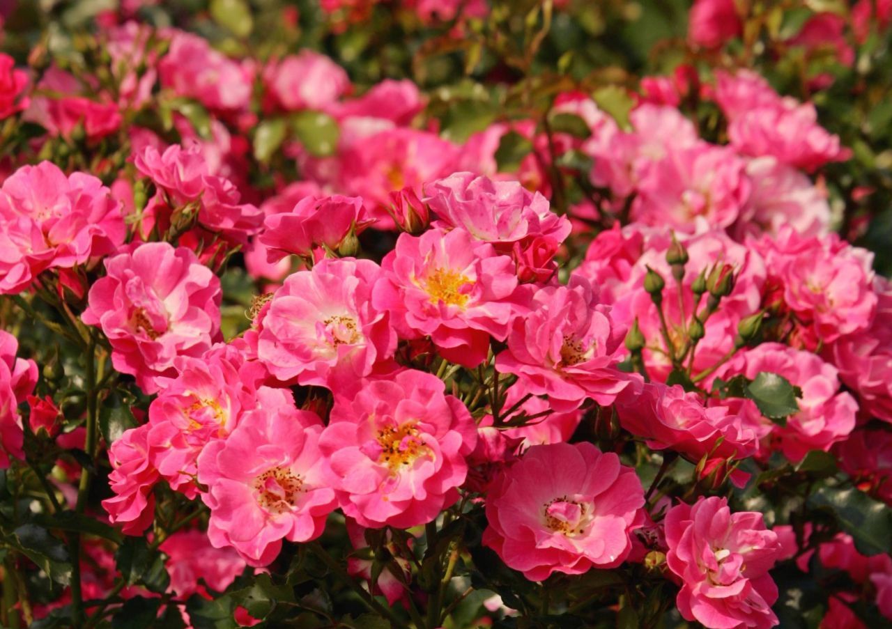 Açık Kök Blühwunder 08 Yediveren Gül Fidanı