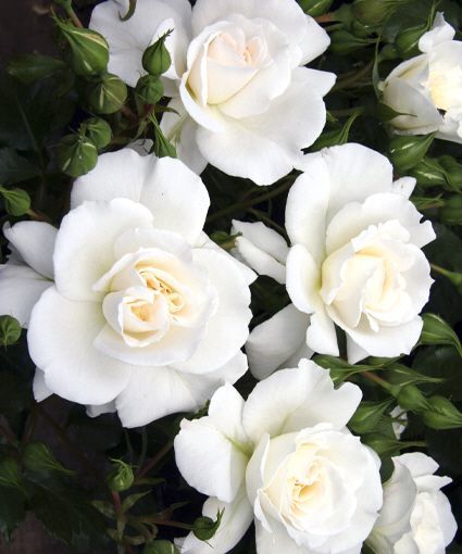 Açık Kök Petticoat Yediveren Kokulu Gül Fidanı