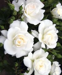 Açık Kök Petticoat Yediveren Kokulu Gül Fidanı