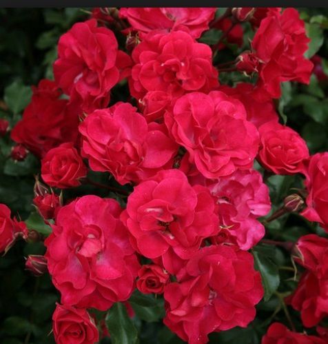 Açık Kök Schloss Mannheim Yediveren Gül Fidanı