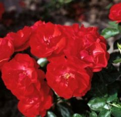 Açık Kök Yediveren Tornado Gül Fidanı