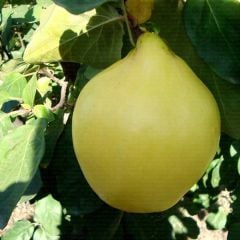 Açık Kök  Limon Ayva Fidanı