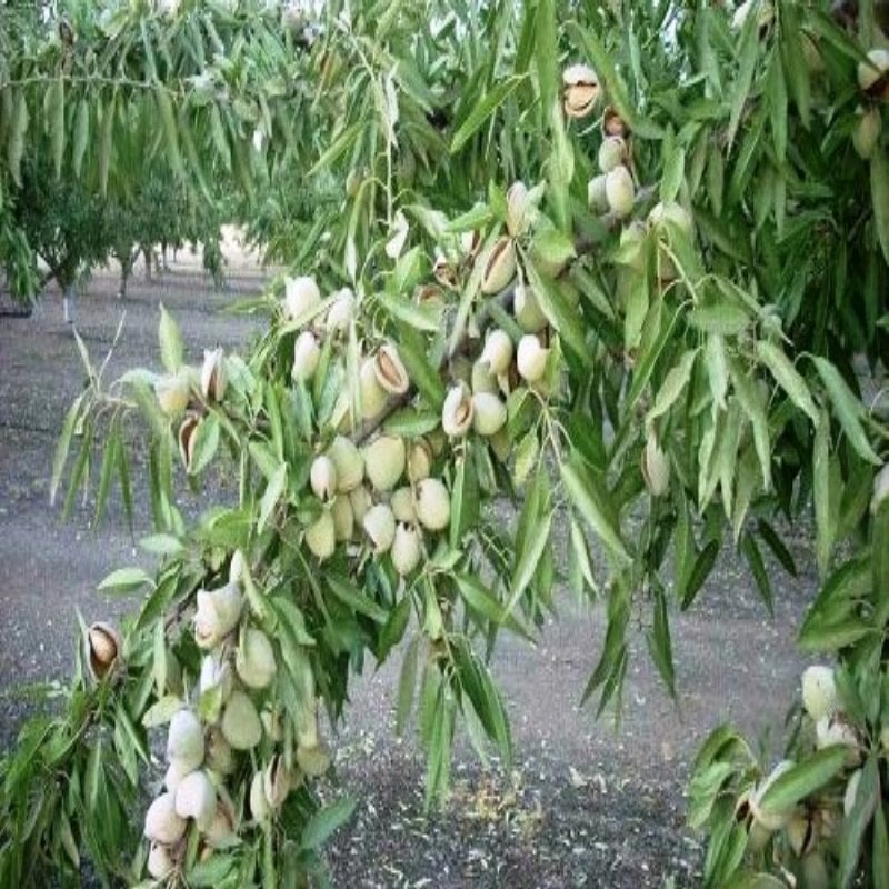 Açık Kök  Ferraduel Badem Fidanı