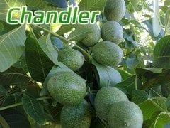 Chandler Salkım Ceviz Fidanı