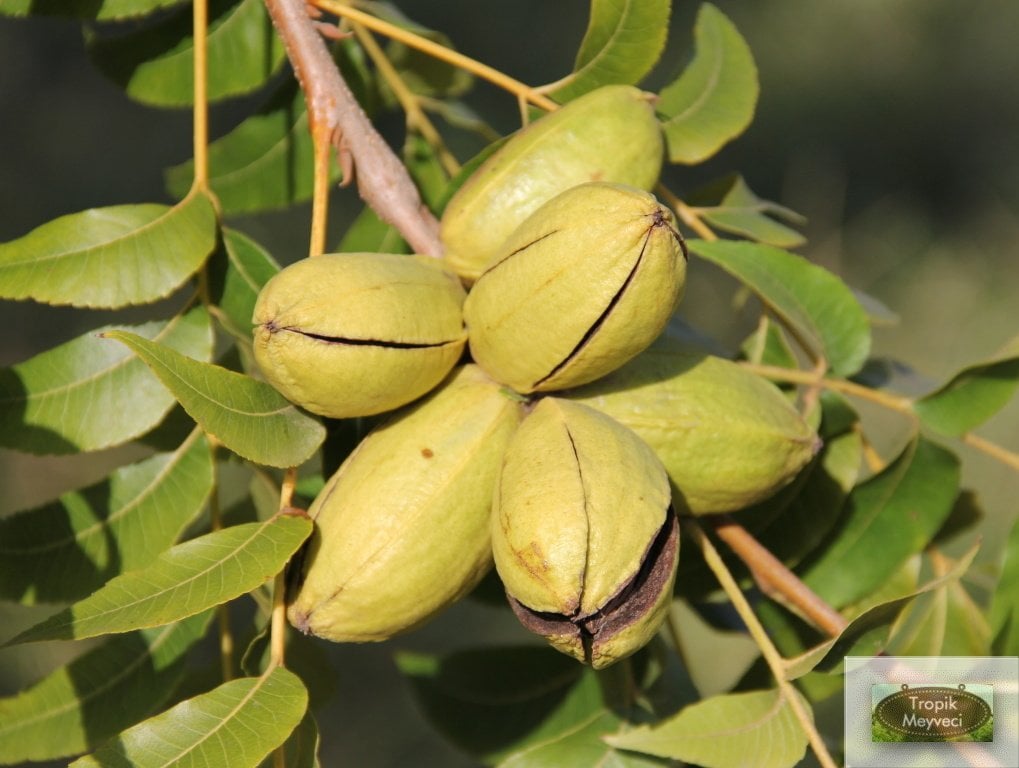 Tüplü Pikan Sahil Cevizi Fidanı