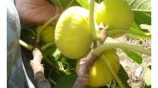 Tüplü Aydın Sarı Lob İncir Fidanı