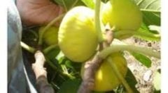 Tüplü Aydın Sarı Lob İncir Fidanı