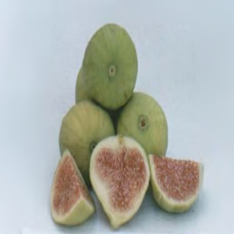 Tüplü Sarı İncir Fidanı