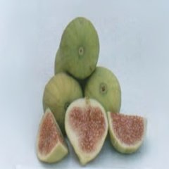 Tüplü Sarı İncir Fidanı