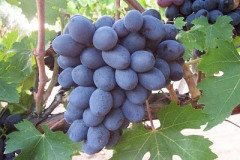 Tüplü Horoz Karası Siyah Aşılı Üzüm (Asma-Bağ) Fidanı