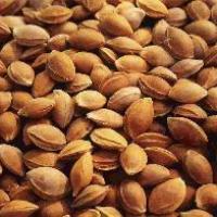 kayısı [deli]tohumu